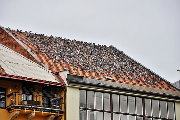 A2B Pest Control are able to install spikes to deter birds from roofs in Blackpool. 
