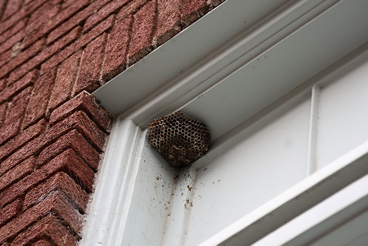 We provide a wasp nest removal service for domestic and commercial properties in Blackpool.